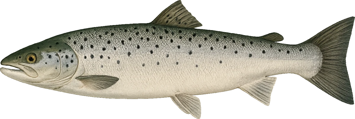 Atlantic salmon