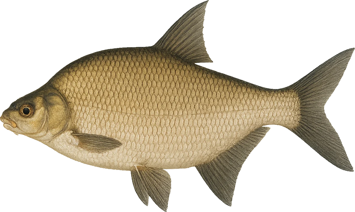 Illustration of a bream