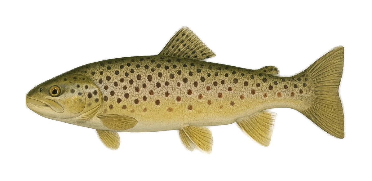 Illustration of a brown trout