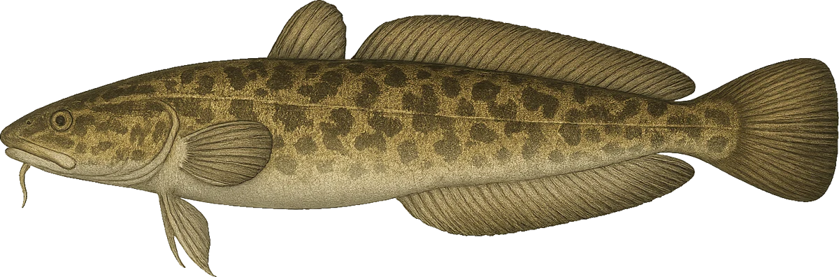 Illustration of a burbot