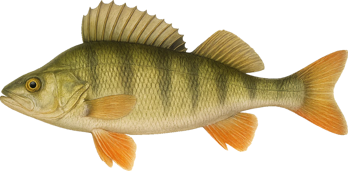 Perch