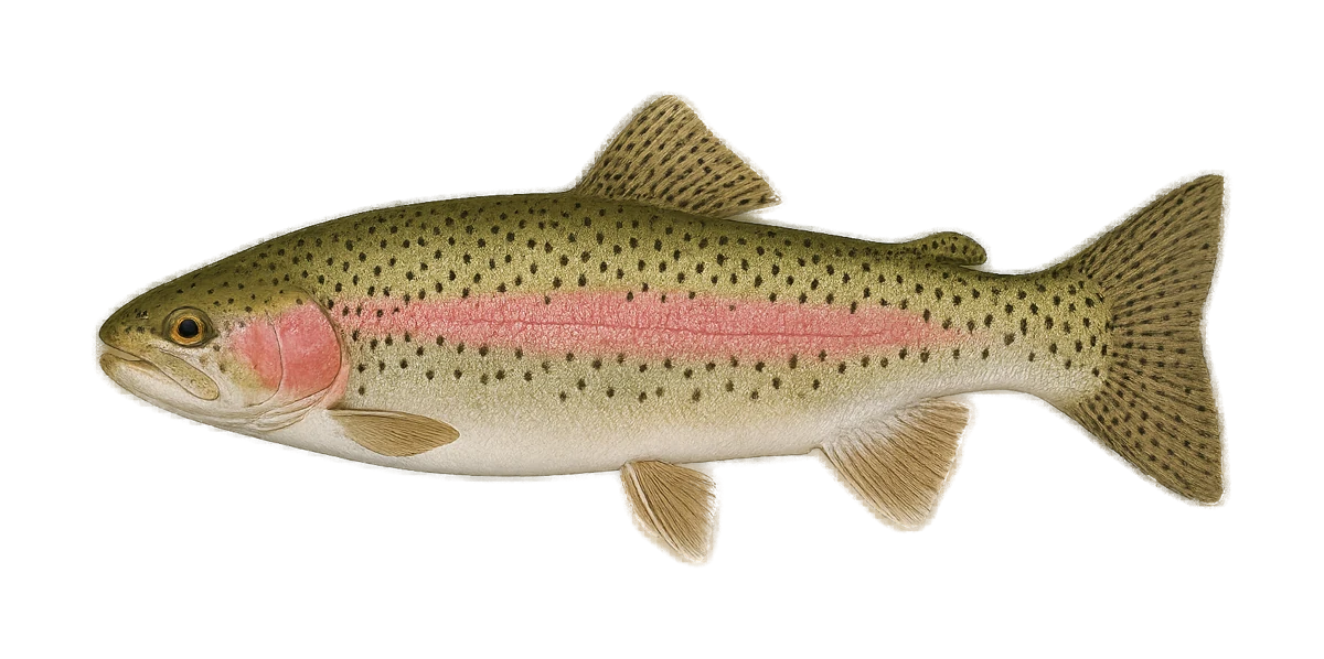 Illustration of a rainbow trout