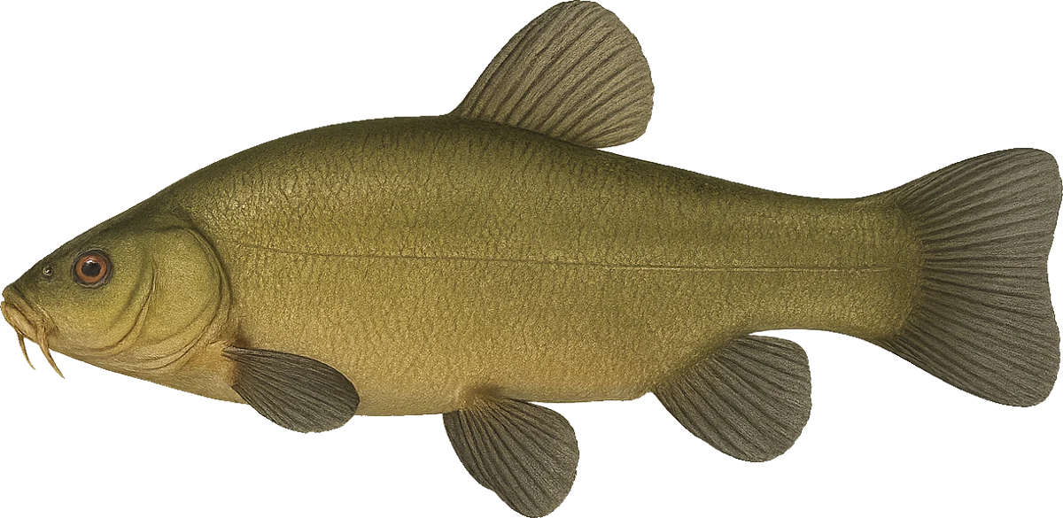 Illustration of a tench